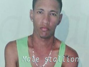 Male_stallion